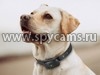 Антилай для собак с пультом управления SAW-D057 - пример использования